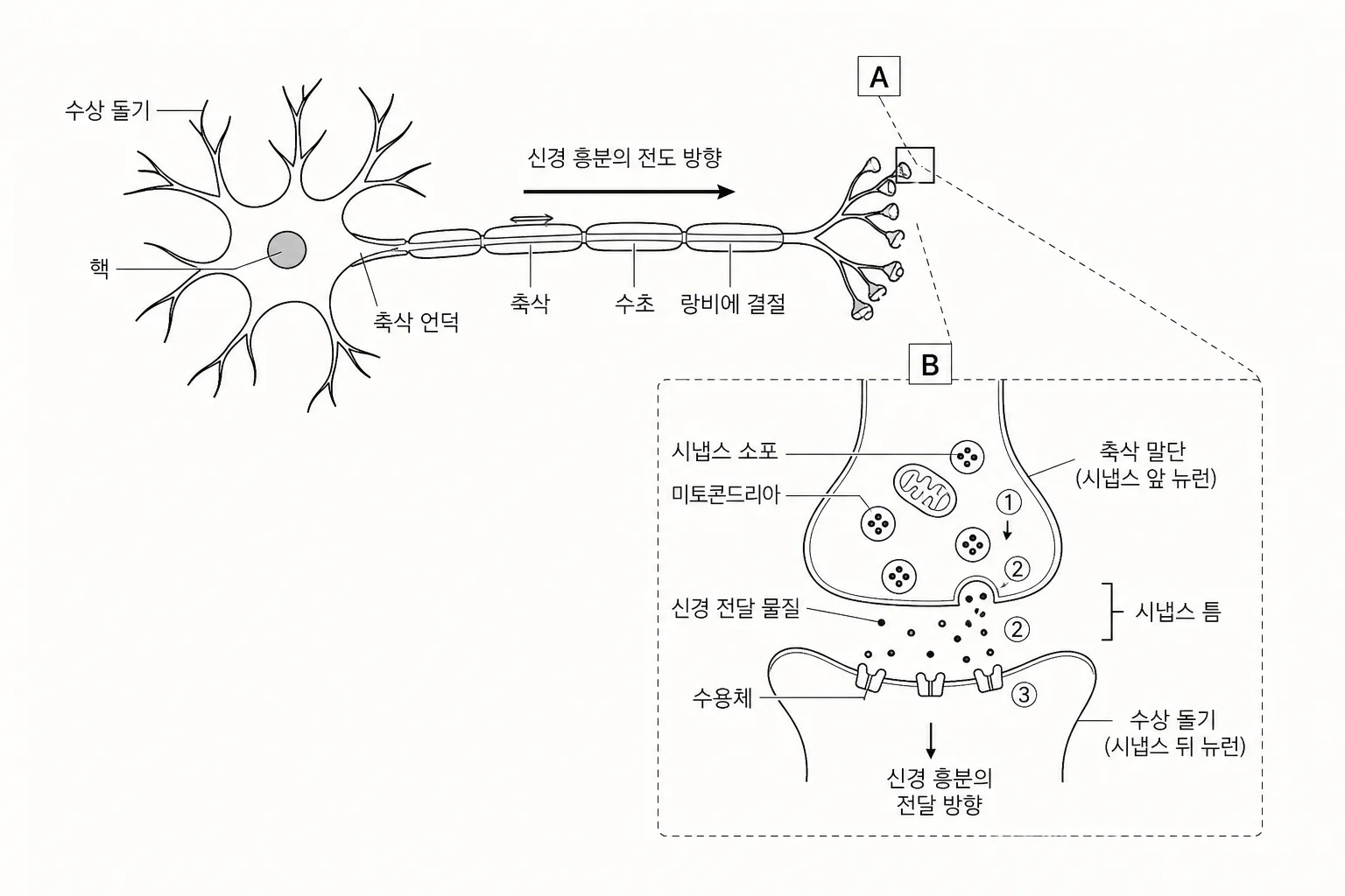 뉴런과 시냅스의 신호 전달 과정을 나타낸 생명과학 도식
